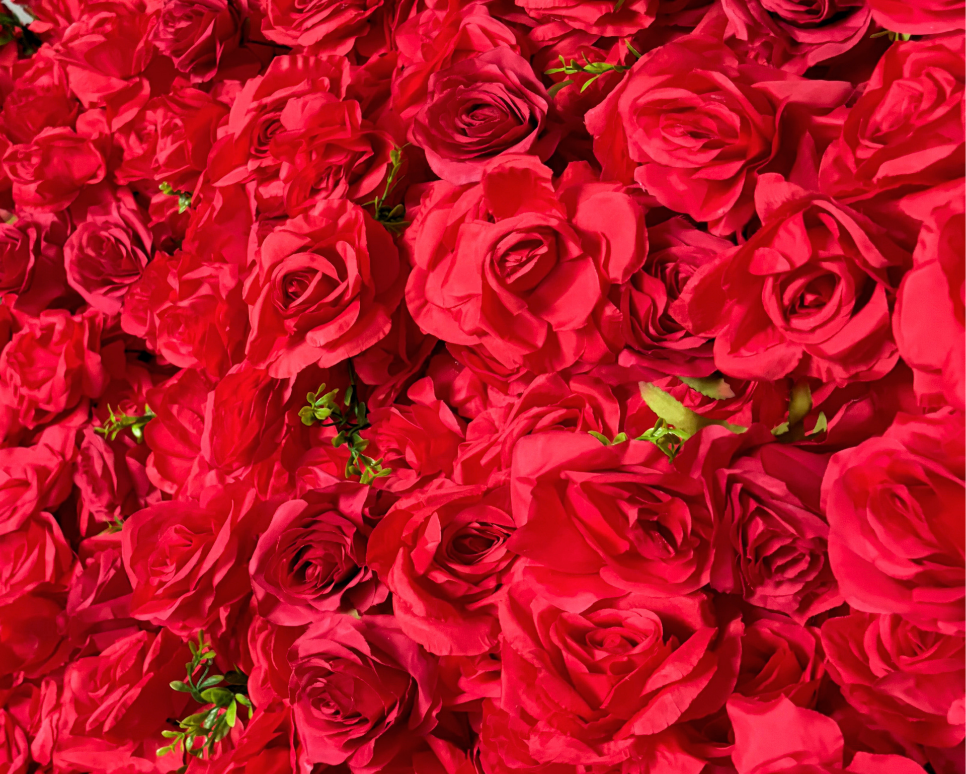 Poznaj Różę. 🌹